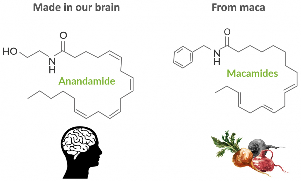 anadamide vs macamides