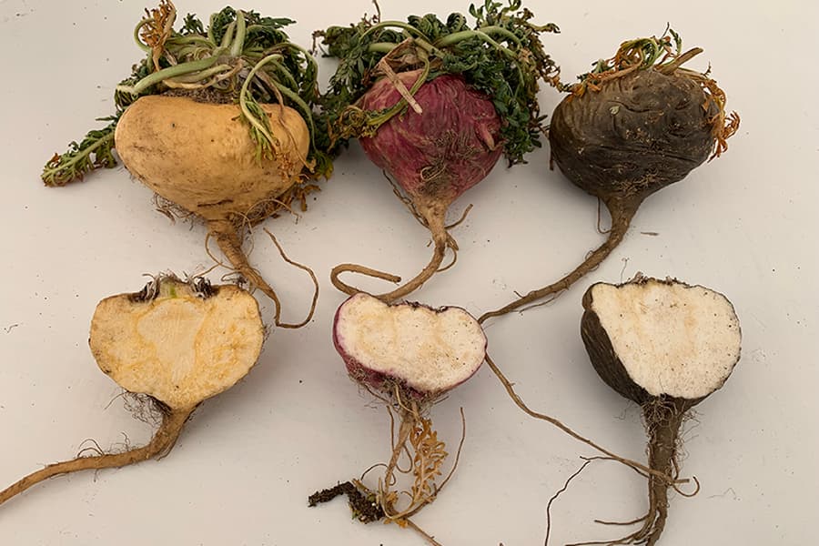 Cross section of maca roots