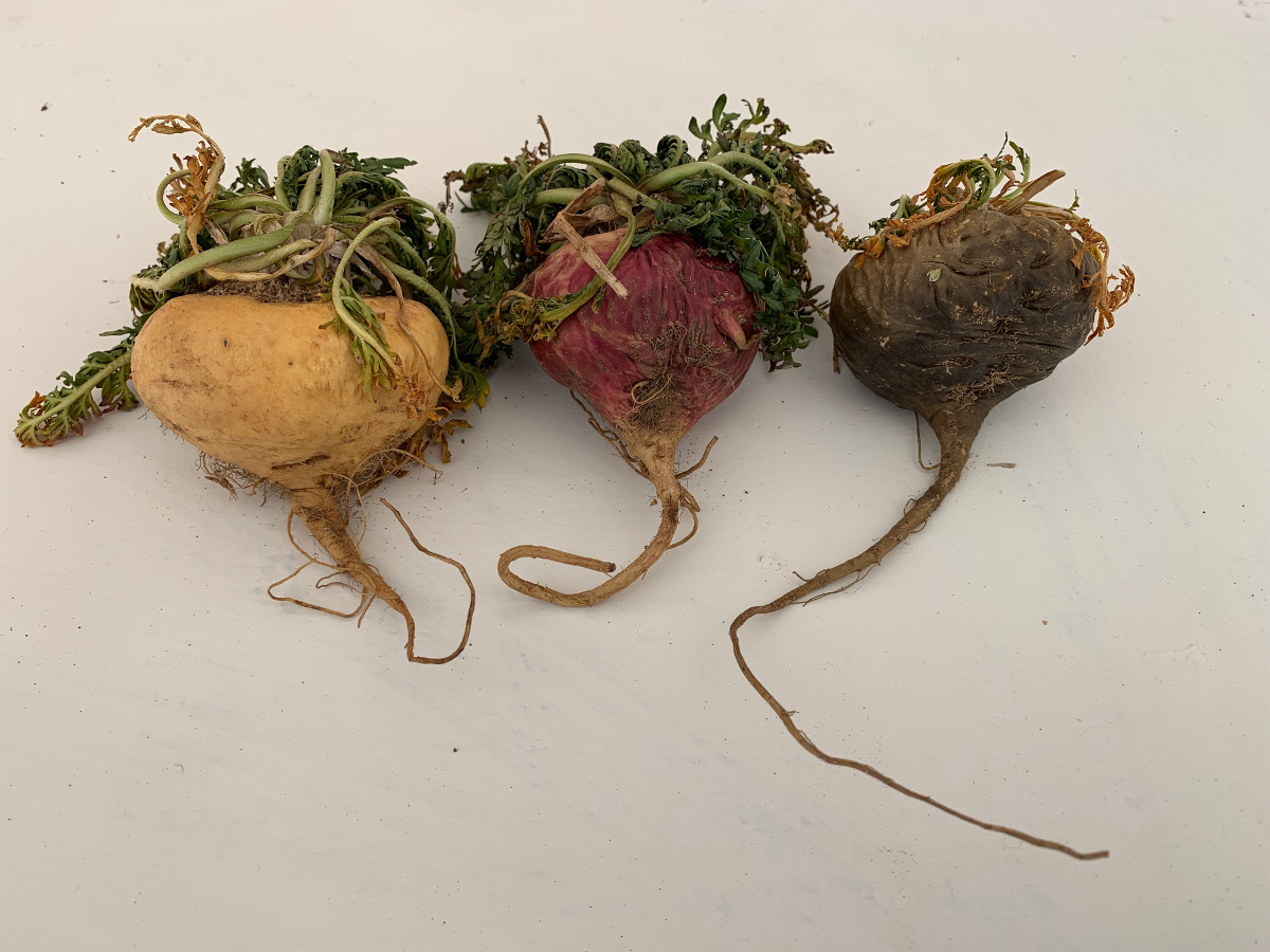 Maca root for thyroid function