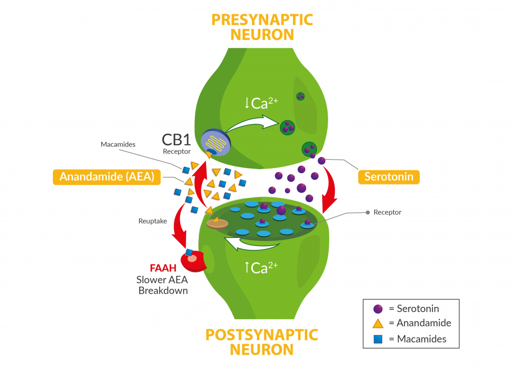 The endocannabinoid system with maca