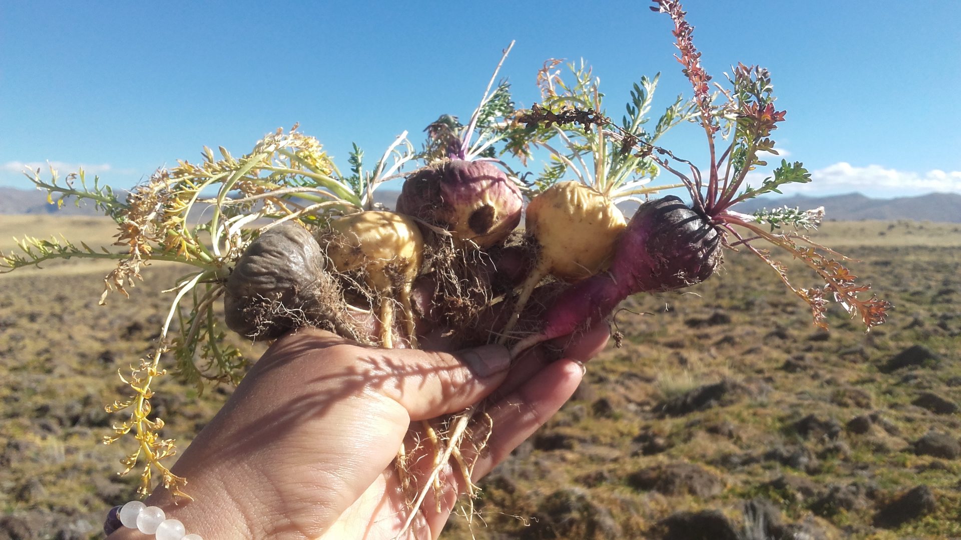 Maca is made up of leafy rosettas that house the seeds and an underground hypocotyl that houses the medicinal components.